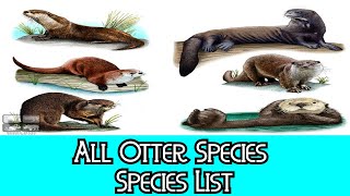 All Otter Species  Species List [upl. by Urbano]