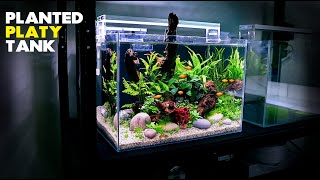 Aquascape Tutorial Planted Platy Aquarium How To Step by Step Fish Tank Guide [upl. by Chemar190]