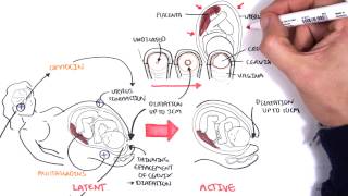 Obstetrics  Stages of Labour [upl. by Thetisa]