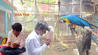 Before Breeding Test Your Parrots DNA [upl. by Odrahcir]