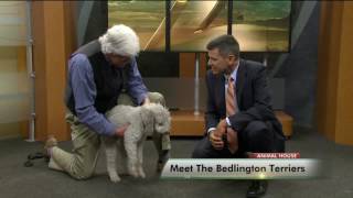 Meet The Bedlington Terrier [upl. by Udale]