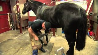 US Army farrier Charles Morrison shoes a horse [upl. by Atelahs]