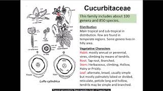 12 Cucurbitaceae family [upl. by Dorrej920]