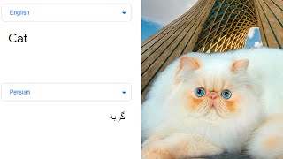 Cat in different languages meme [upl. by Napra496]