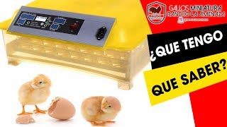 quotYa tenemos incubadoraquot Tutorial incubadora automatica Hdd 48 huevos [upl. by Esirtal]