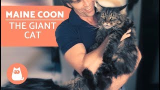 MAINE COON – Characteristics Character and Care [upl. by Asimaj974]