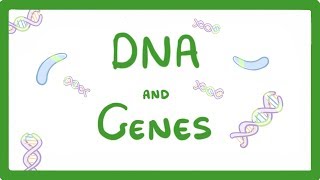 GCSE Biology  DNA Part 1  Genes and the Genome 63 [upl. by Datnow]