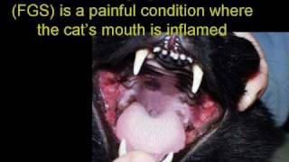 The importance of food in the treatment of feline chronic gingivostomatitis [upl. by Sarena]