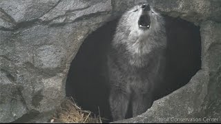 Black Wolf Howls to the Thunder [upl. by Ajaj]