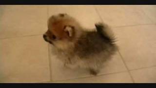 Pomeranian Puppieswmv [upl. by Enyleve]