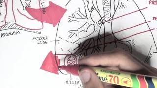 Respiratory System  Overview [upl. by Eiddal]