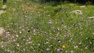 Fields of Butterflies and Flowers  Crickets Bird Song [upl. by Eenehs]