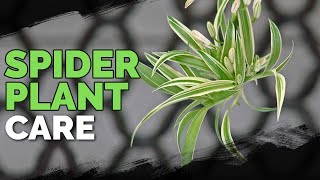 Spider Plant Care How To Grow Chlorophytum Comosum [upl. by Sucramrej]