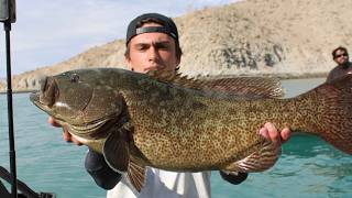 Insane Cabrilla Fishing Paddleboard Fishing Baja [upl. by Emarej173]