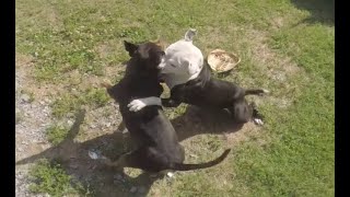 HOW TO BREAK UP A PITBULL FIGHT WITHOUT BREAKER STICK [upl. by Nosnehpets549]