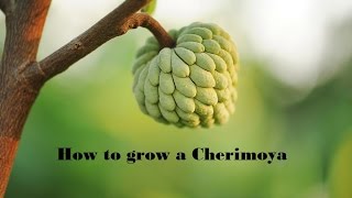 How to Grow Cherimoya from seed [upl. by Nnayelhsa895]