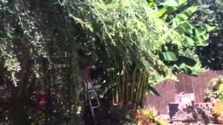 Pruning a weeping yaupon holly [upl. by Nileek]