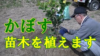 休耕田の有効利用！かぼすの苗木の植え方を説明します【参考】 [upl. by Jac]