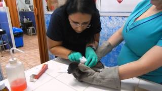 Orphaned Baby Howler Monkey at the Veterinarian [upl. by Kaya11]