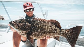 INSANE Yellowtail and Cabrilla Fishing in Baja [upl. by Arahahs]