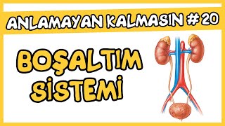 Anlamayan Kalmasın 20 Üriner Sistem Boşaltım Sistemi  AYT Biyoloji [upl. by Nas]