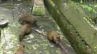 Ñeque  Central American Agouti  Guatusa [upl. by Ruby]