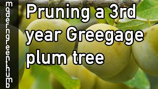 Pruning 3rd Year Greengage Plum Tree [upl. by Laumas]