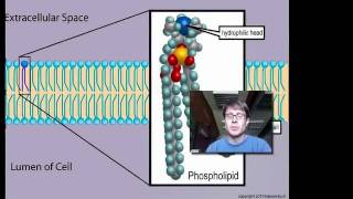 Cell Membranes [upl. by Desiree]