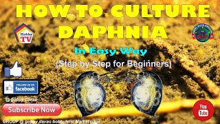 HOW TO CULTURE DAPHNIA In Easy Way [upl. by Bolling]