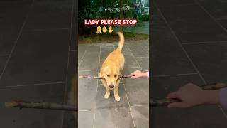 Drop it failsjunior goldenretriever happy dropit love cuteshortsviral shorts trending [upl. by Zemaj588]