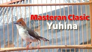 Pancingan yuhina malas bunyiyuhina gacor full tembakan [upl. by Daley]