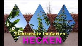 Sichtschutz im Garten Hecken und unnötige Gartenarbeit [upl. by Amalbena241]