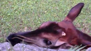 Okapi with its 18inch Tongue [upl. by Hajar]