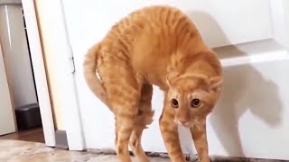 Funny Scaredy Cats Compilation  READ DESCRIPTION 👇🔥 [upl. by Beetner]