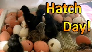 How to Hatch Chicken Eggs Part 6 Chicks are Hatching and going into the Brooder [upl. by Evania]