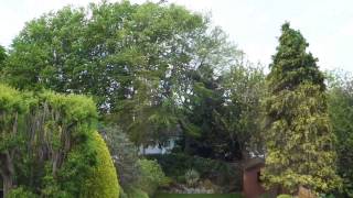 Trees and Plants at 30 mph wind [upl. by Efthim777]