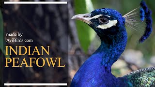 Peafowl at Brookfield Zoo [upl. by Mic533]