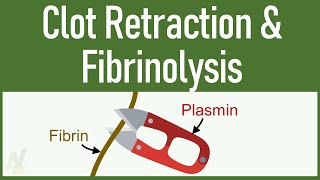 Clot Retraction amp Fibrinolysis [upl. by Lali]