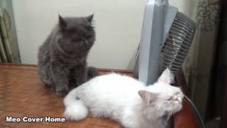 Cats Mating for the first time Cats on heat How Cats mate [upl. by Nioe57]