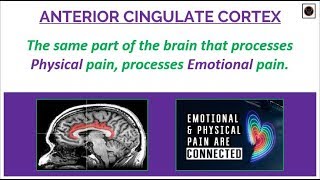 Anterior Cingulate Cortex [upl. by Wilterdink753]