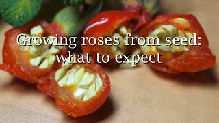 Growing roses from seed what to expect [upl. by Burris]