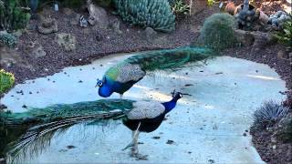 Peacocks Yelling 13 [upl. by Bidget800]