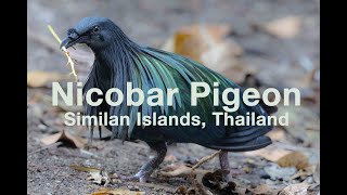 Nicobar pigeon at Similan Islands Thailand [upl. by Soloman310]