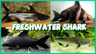 Types of Freshwater Shark for Aquarium [upl. by Eerak]