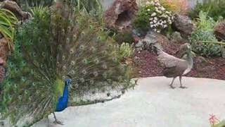 Peacock Territorial Fight 2 [upl. by Millda]