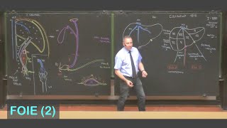 Anatomie du foie 2 Abdomen 5 [upl. by Eerak]