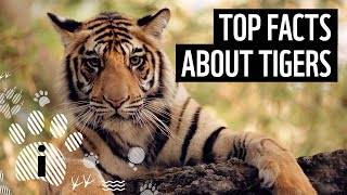 Top 7 Facts About Tigers  Animal Fun Facts  WWF [upl. by Iraj]