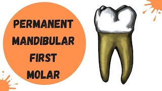 Permanent Mandibular First Molar  Dental Anatomy [upl. by Mason]