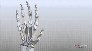 Hand Anatomy Animated Tutorial [upl. by Ariew]